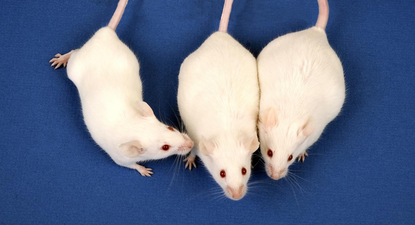 Mice Exposed to Low-Level Arsenic in utero Become Obese Adults