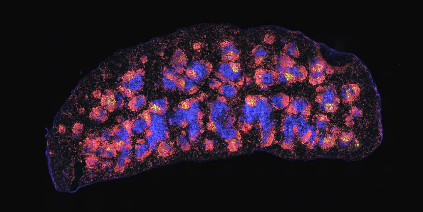 Tfh cells and immunological memory