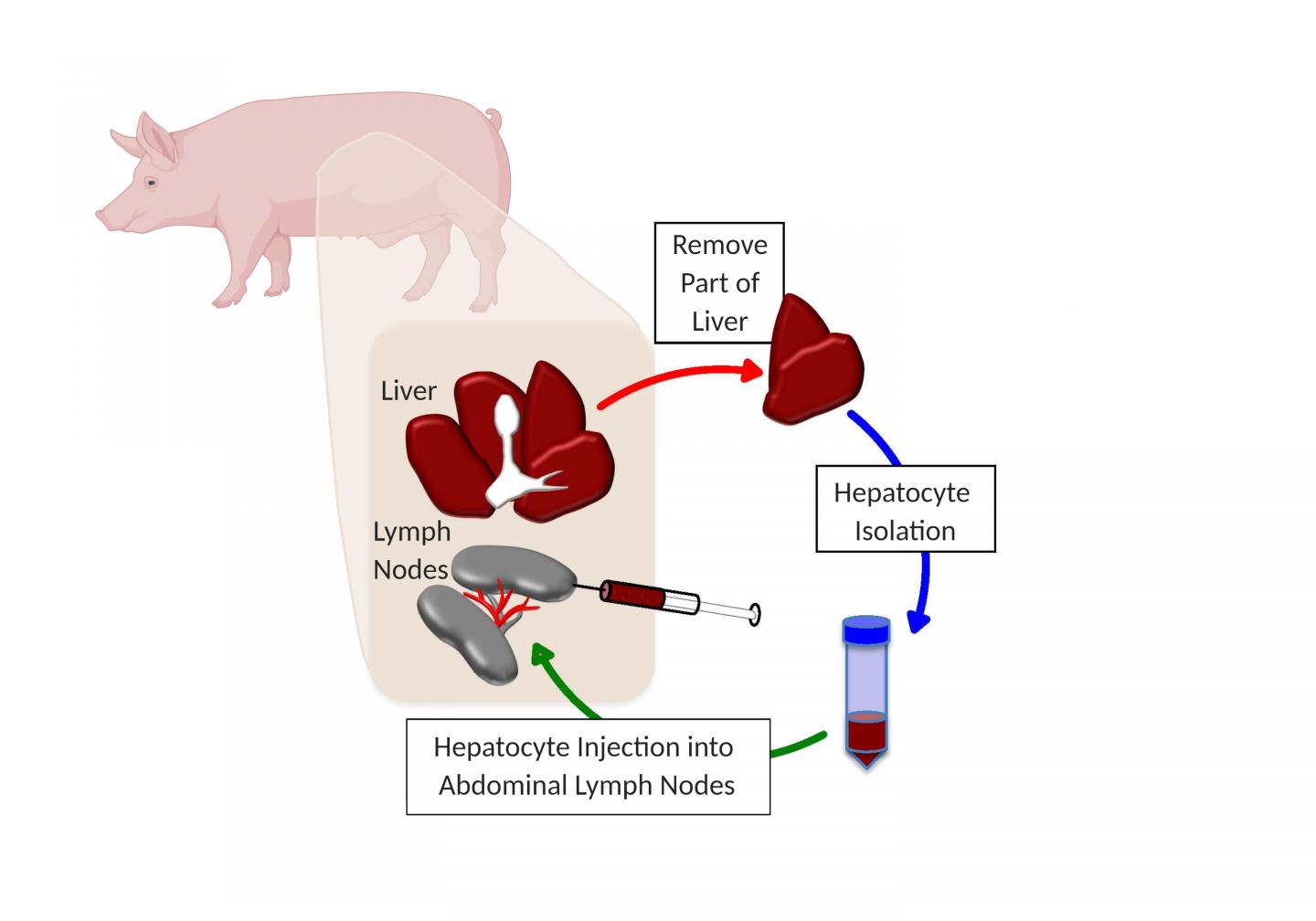 Growing a New Liver in the Lymph Nodes