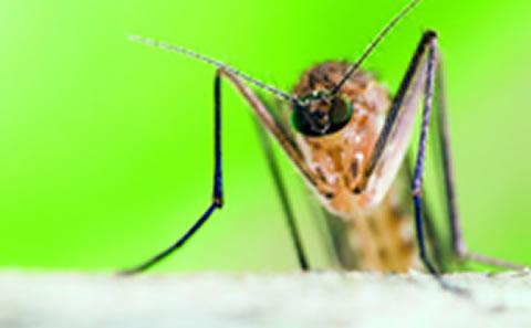 Picture of Mosquito