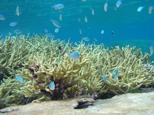 Chromis Fish and Staghorn Coral