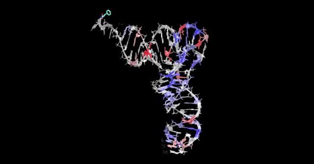 3D Representation of tRNA