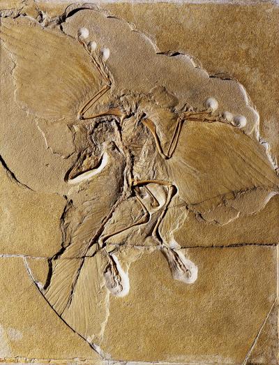 Berlin Specimen of Archaeopteryx