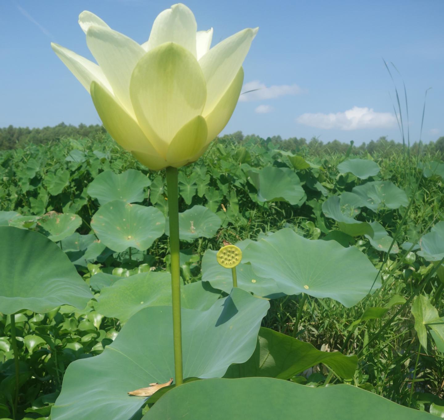 Lotus Flower