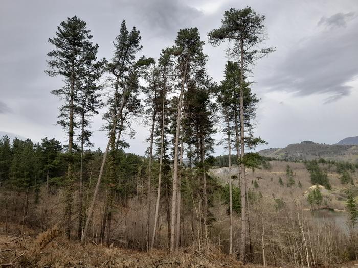 Trees saved due to nest