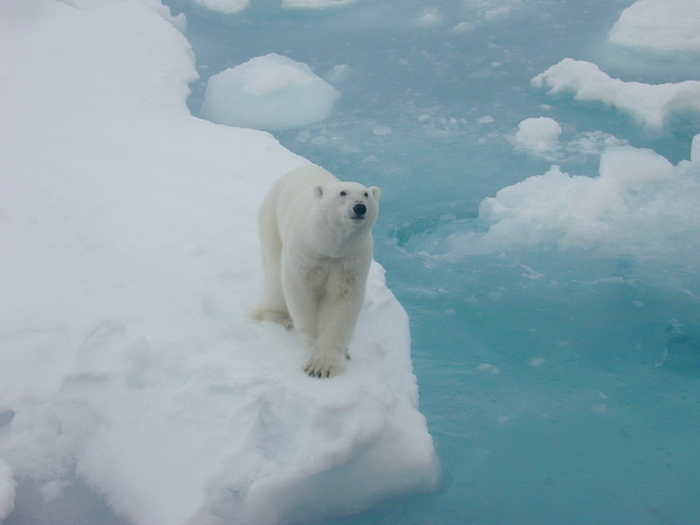 Polar bear on ice