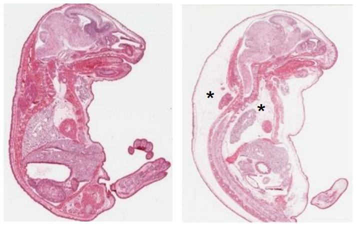 Figure 1: Polydom Deficient Mouse