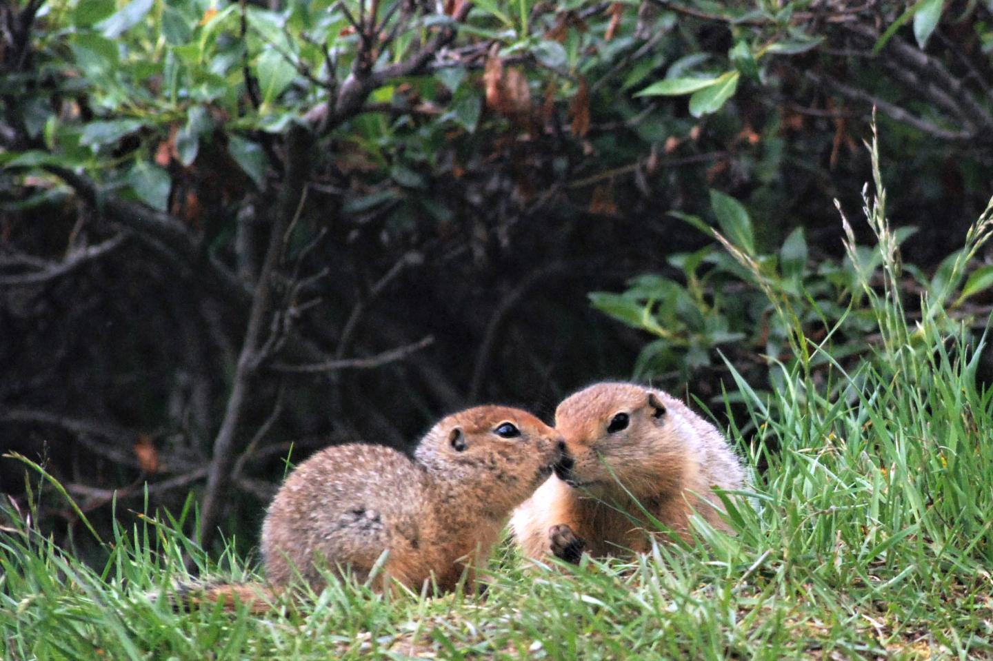 Arctic Squirrels