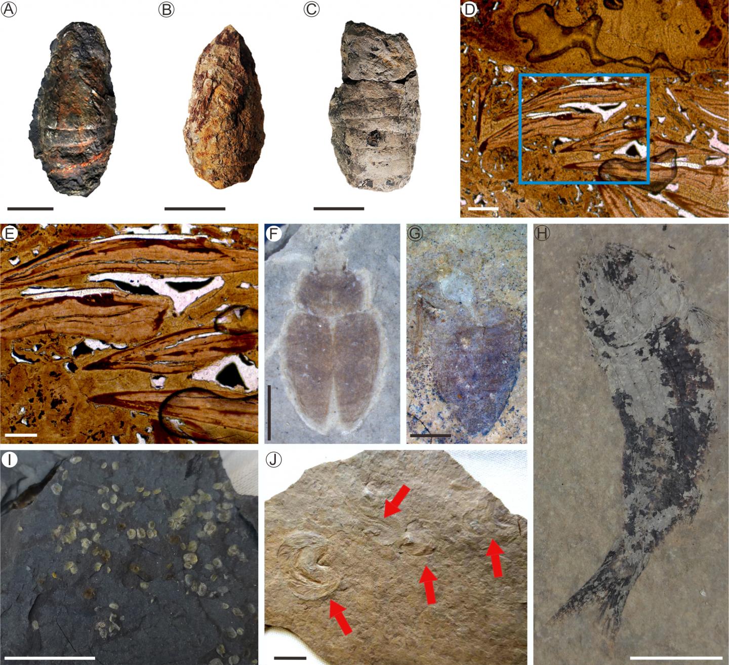 Representative Fossils from the Organic-Rich Shale and Mudstone of the Tongchuan Formation