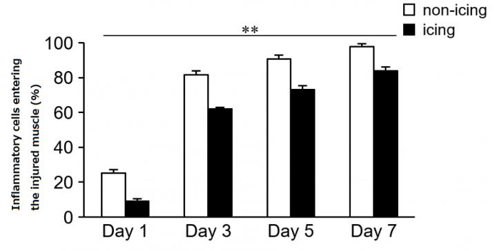 Figure 2: Percentage of inflammatory cells inside damaged muscle cells