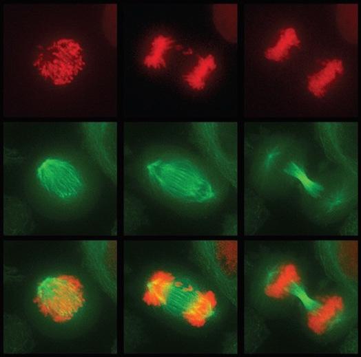 Aneuploidy from Mothers Linked to Widespread Mutation (1 of 1)