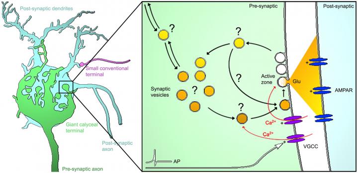 Studying the Unknown Roads Taken by Vesicles in the Pre-synaptic Terminal