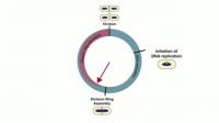 The Bacterial Cell Cycle