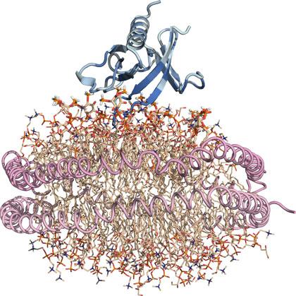 Nanodisc 'substitute' cell membrane