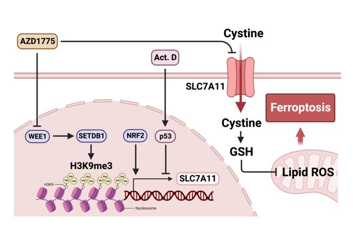 The combination of AZD1775 and actinomycin D efficiently promotes ferroptosis in cancer cells