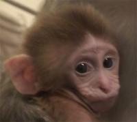 A Newborn Rhesus Macaque. Face Cells in the Orbitofrontal Cortex Responded Strongly to Baby Faces