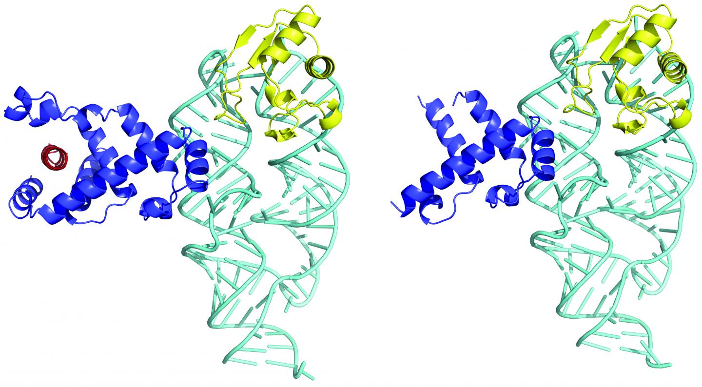 Crystal Structure of SRP Forms