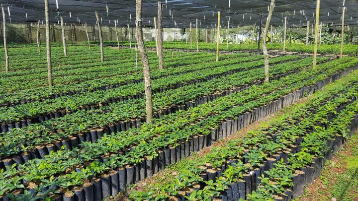 Photo of coffee plant nursery in Veracruz, Mexico