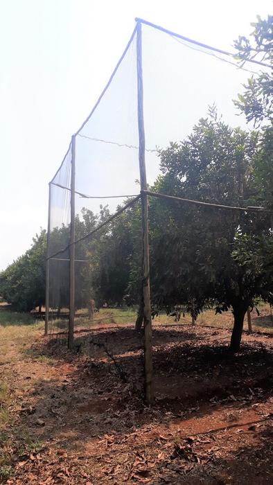 Areas are fenced off with netting to keep predators out so that the researchers can test biological pest control provided by bats and birds that feed on insects in the trees