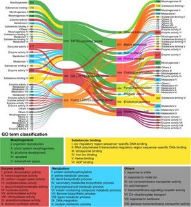 Sankey diagram illustrating the inferred functions of TE-proximal genes.