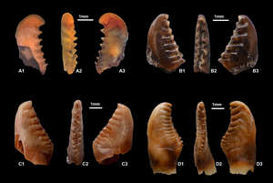 Photographs of four grass-carp-like species pharyngeal teeth