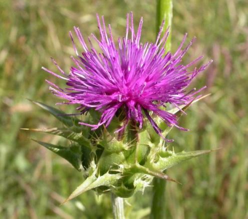 Silibinin Milk Thistle