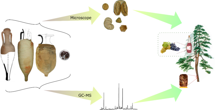 From the amphorae to understanding the content; this multi-analytical analysis relied on archaeobotany and molecular identification.