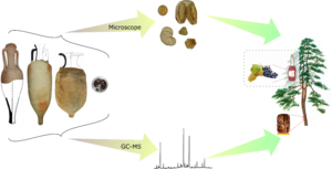 From the amphorae to understanding the content; this multi-analytical analysis relied on archaeobotany and molecular identification.