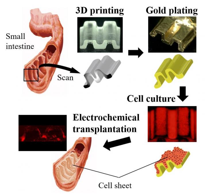 Tailored 'Cell Sheets' to Improve Post-Operative Wound Closing and Healing