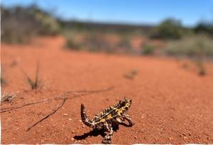 A thorny devil in the desert