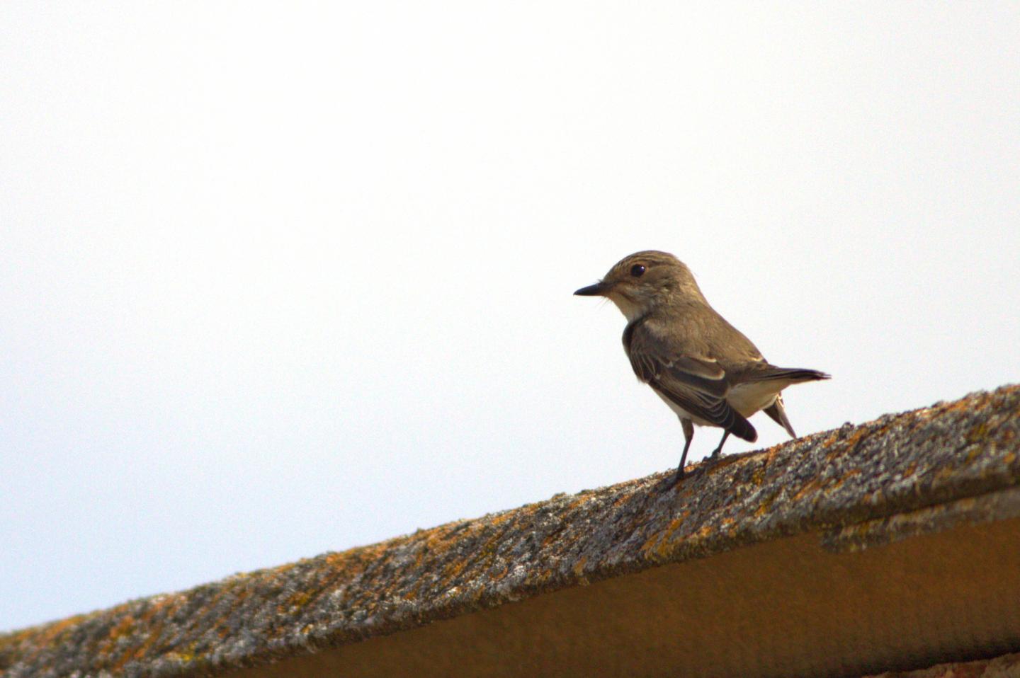 A Spotted Flycatcher (Muscicapa striata) in Spain presumably having a stopover for some food and rest.