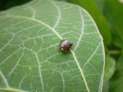 Kudzu Bug