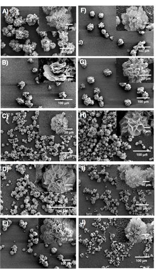 Figure 2: Effect of the DNA Sequence and Length of Formation of DNA-Nanoflowers