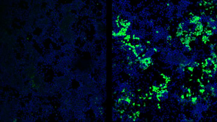 A*STAR Scientists Reveal How Stem Cells Defend against Viruses