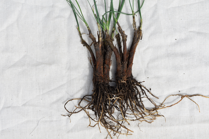 Bulb and underground parts of Allium negianum