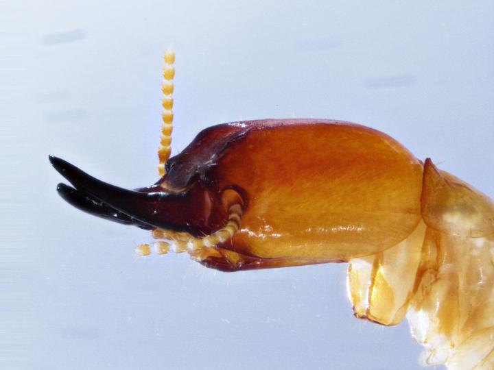 The New Drywood Termite Species