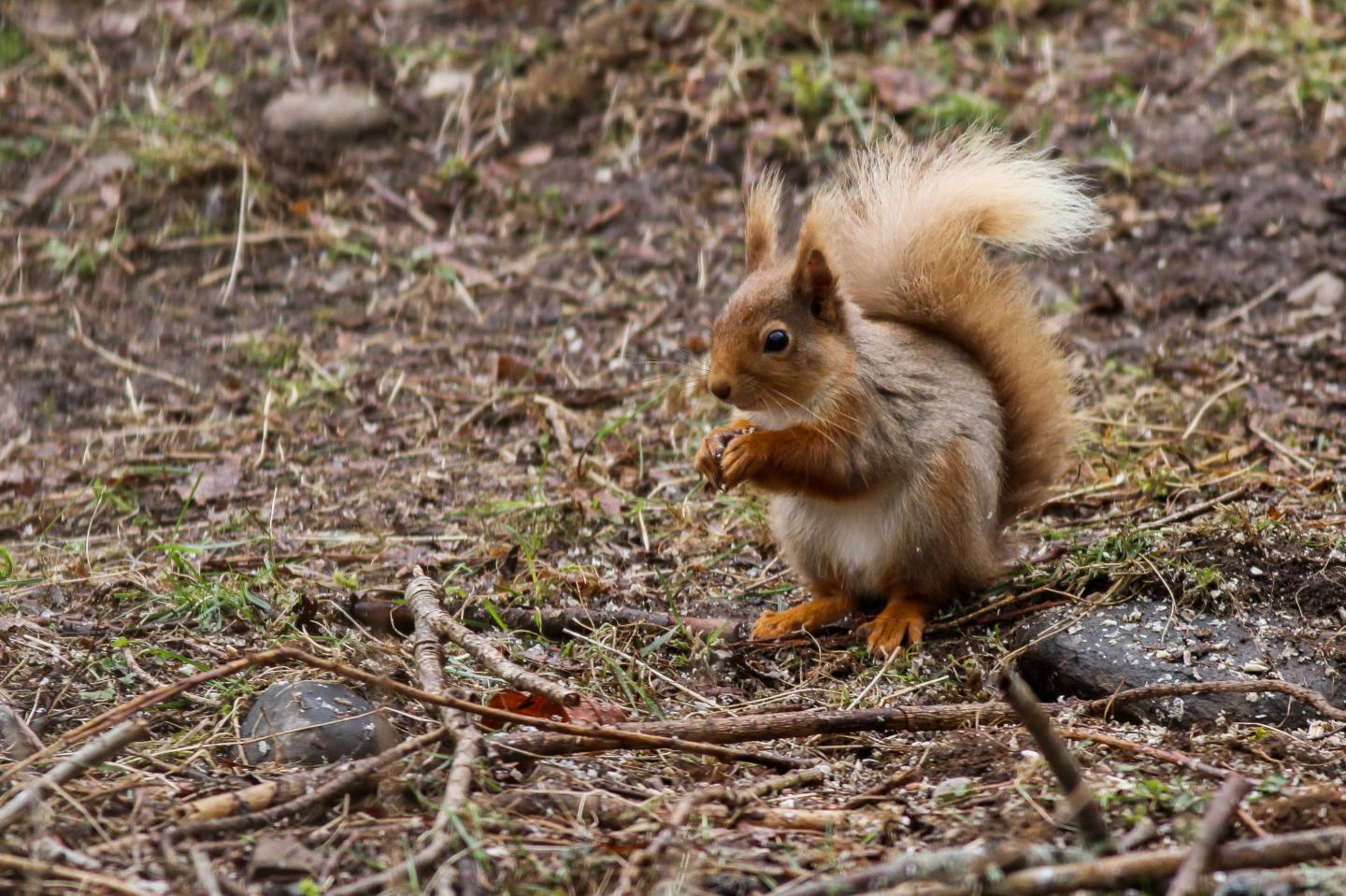 Red Squirrel