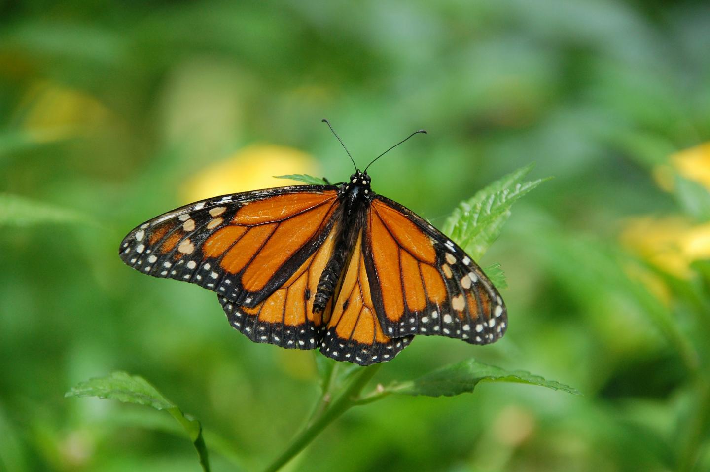 Monarch Butterfly