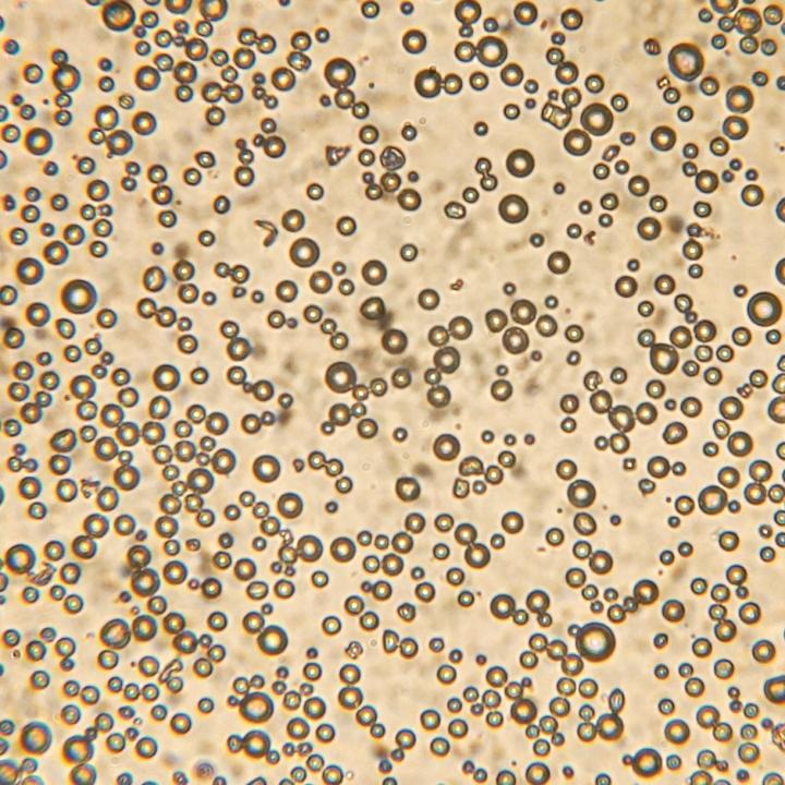 Microbubbles Under An Optical Microscope