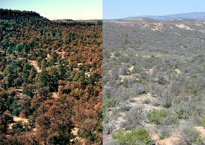 Piñon pine and juniper forest