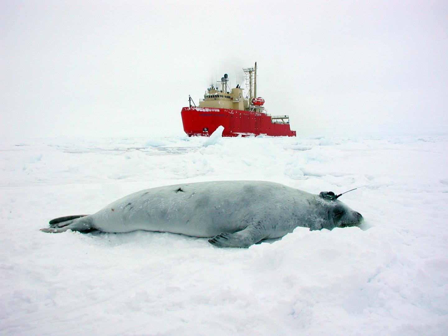 Crabeater seal with tag