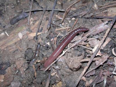 Earthworms