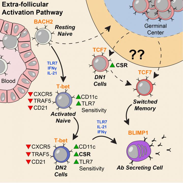 Graphical Abstract from Jenks <i>Immunity</i> 2018