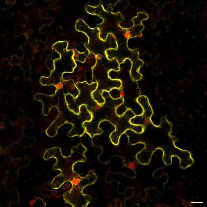 N. benthamiana leaf cells