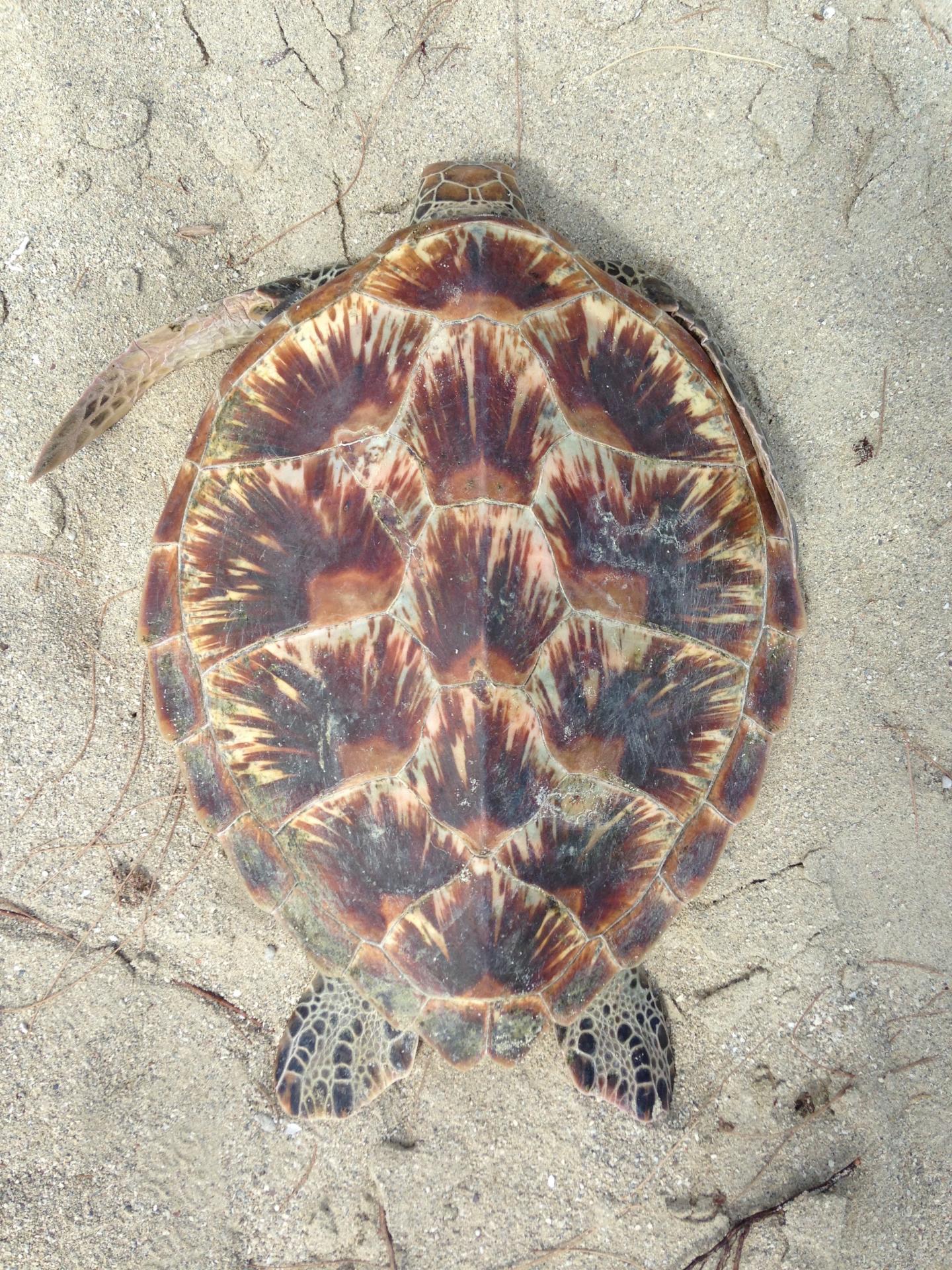 Green Sea Turtle In Northern Great Barrier Reef