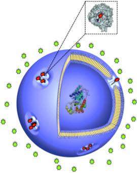 Protein Gates for Nanovesicles