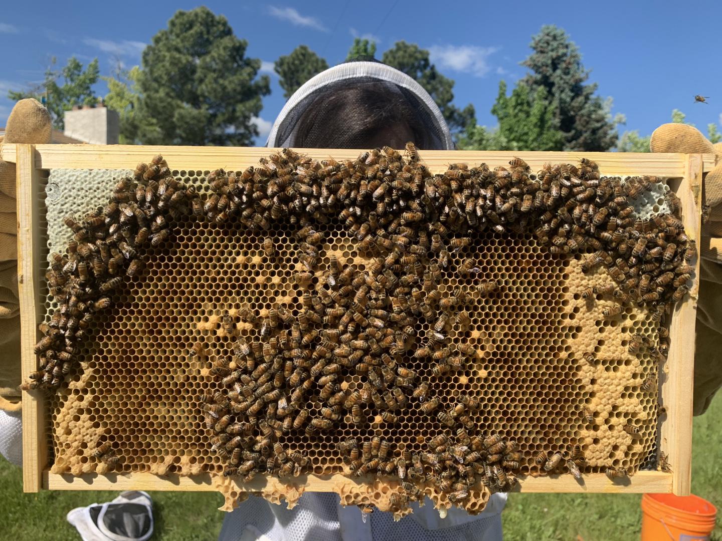 CU Boulder apiary
