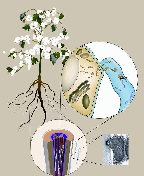 Trans-Kingdom Small RNAs Target <i>Verticillium dahliae</i> Genes During Plant-Microbe Interaction