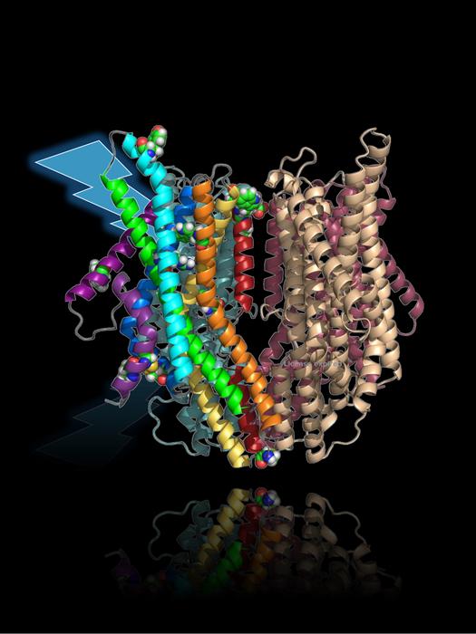 The LITE-1 protein of Caenorhabditis elegans