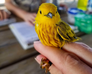 Yellow Warbler